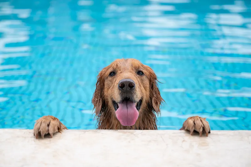 Keep Your Dog Safe This Summer: 5 Tips From a Vet