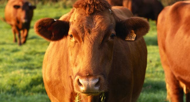 650x350_brown-cow-1M1