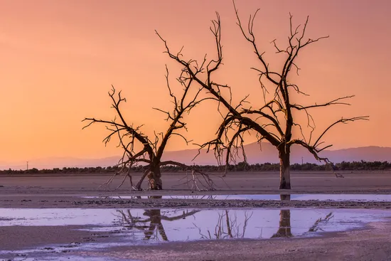 photo of dead trees at Salton Sea in California