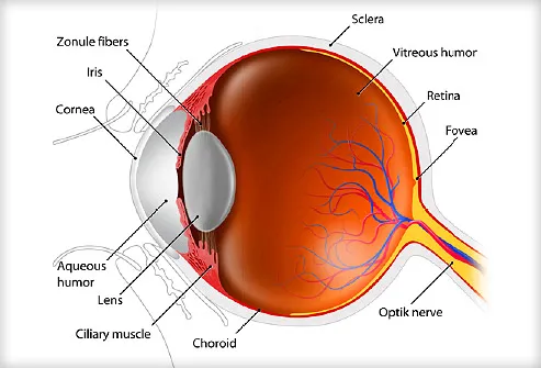 Image result for eye problems