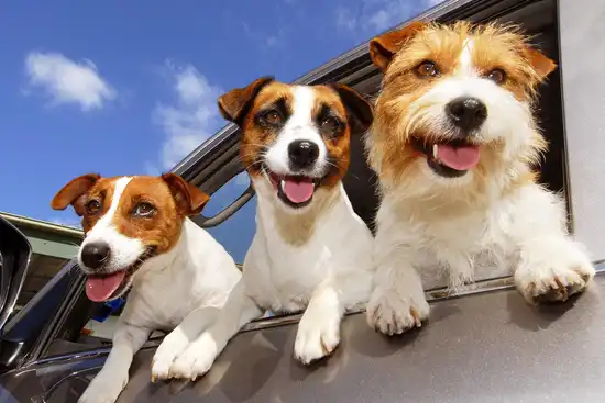 three dogs in car