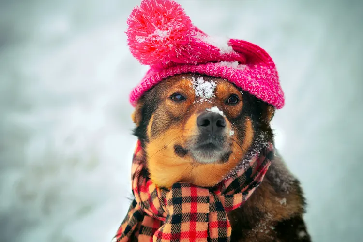 photo of dog in winter