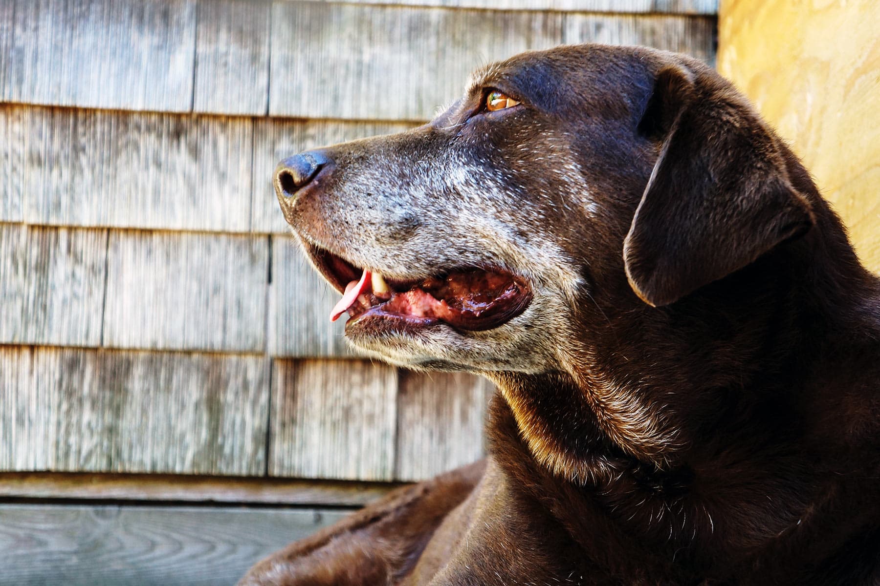 Like Humans, a Dog's Odds for Dementia Rises With Age