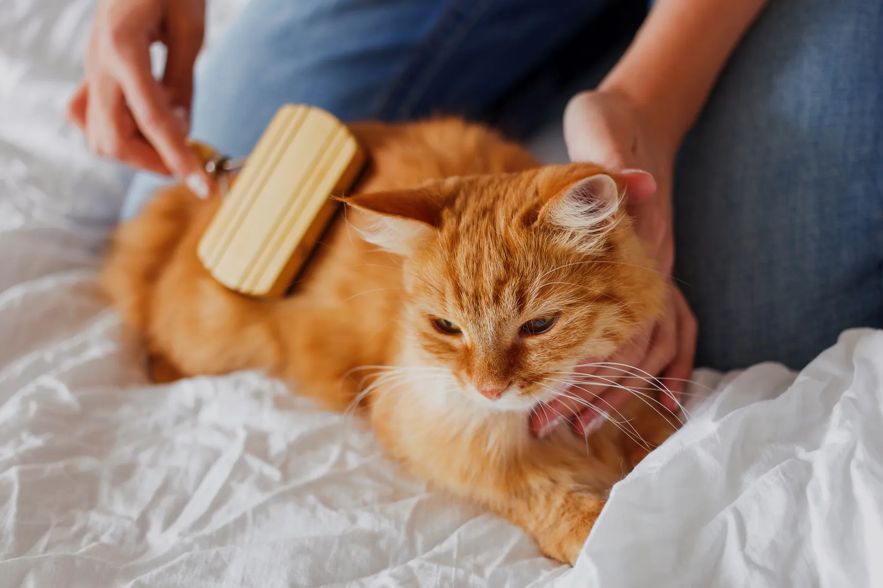 Keep a Cat Happy With Cat-Sitting Tips