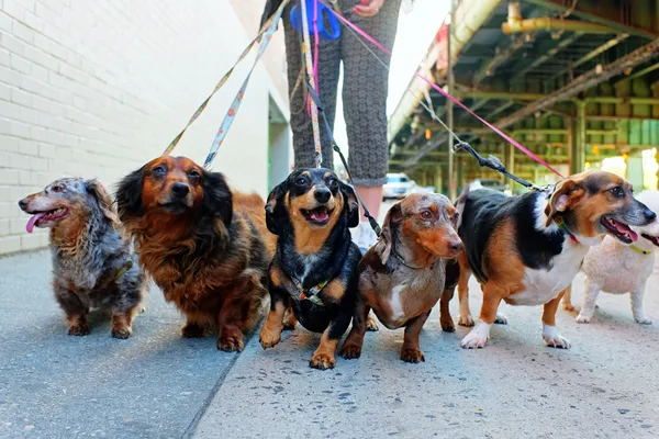 photo of dogs on leashes
