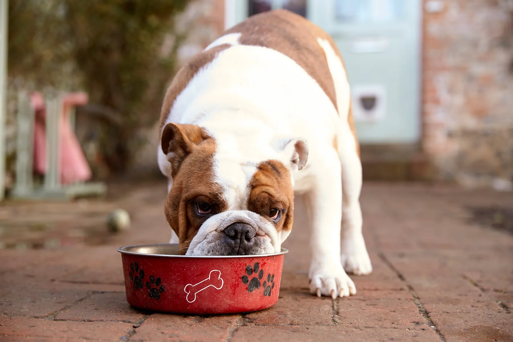 Dog Feeding Time: How Much and How Often?
