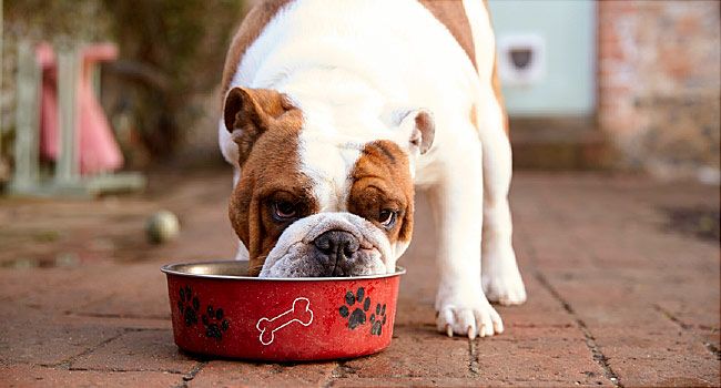 https://img.webmd.com/dtmcms/live/webmd/consumer_assets/site_images/article_thumbnails/features/_2018/06_2018/could_my_pooch_be_allergic_to_his_food_features/650x350_could_my_pooch_be_allergic_to_his_food_features.jpg