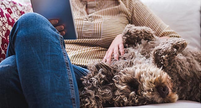 woman petting dog on couch