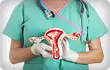 doctor holding model of female reproductive system