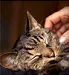 Cat Allergies: Causes, Symptoms, Treatments and Reducing Exposure