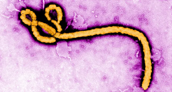 ebola virus CDC
