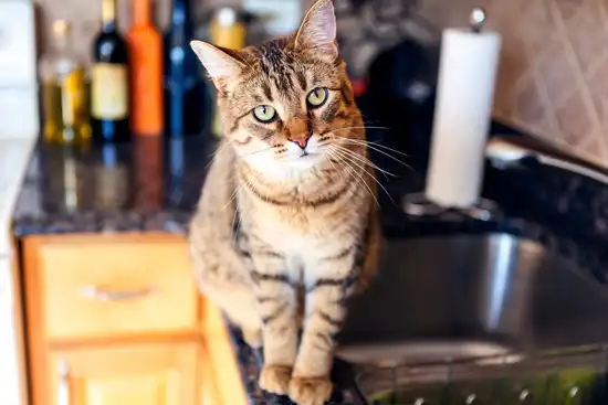 photo of cat on kitchen counter