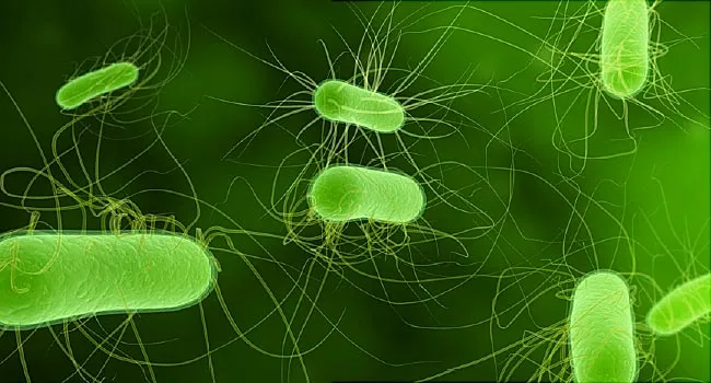 e coli illustration