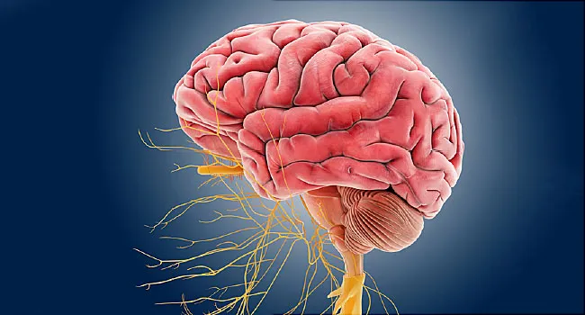Long COVID Symptoms Linked to Effects on Vagus Nerve