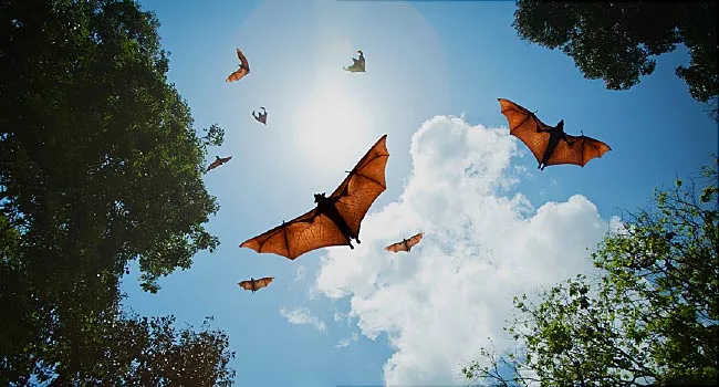 Viruses May Jump from Bats to People More Often Than Realized