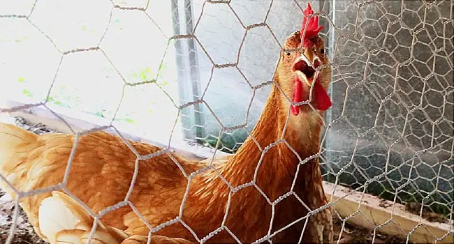 chicken in coop