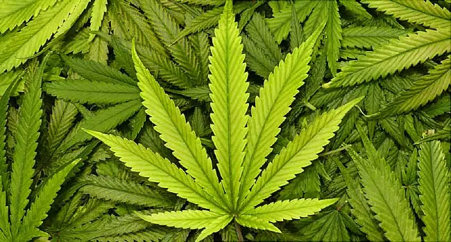 marijuana leaves
