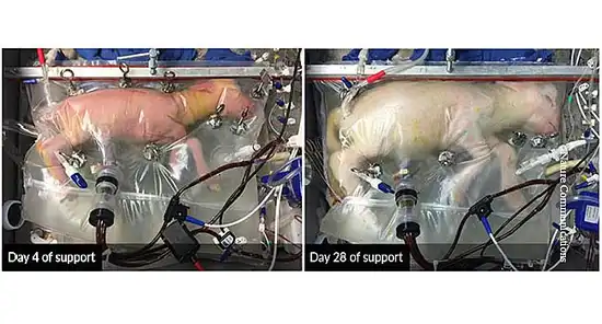 artificial womb containing premature lamb