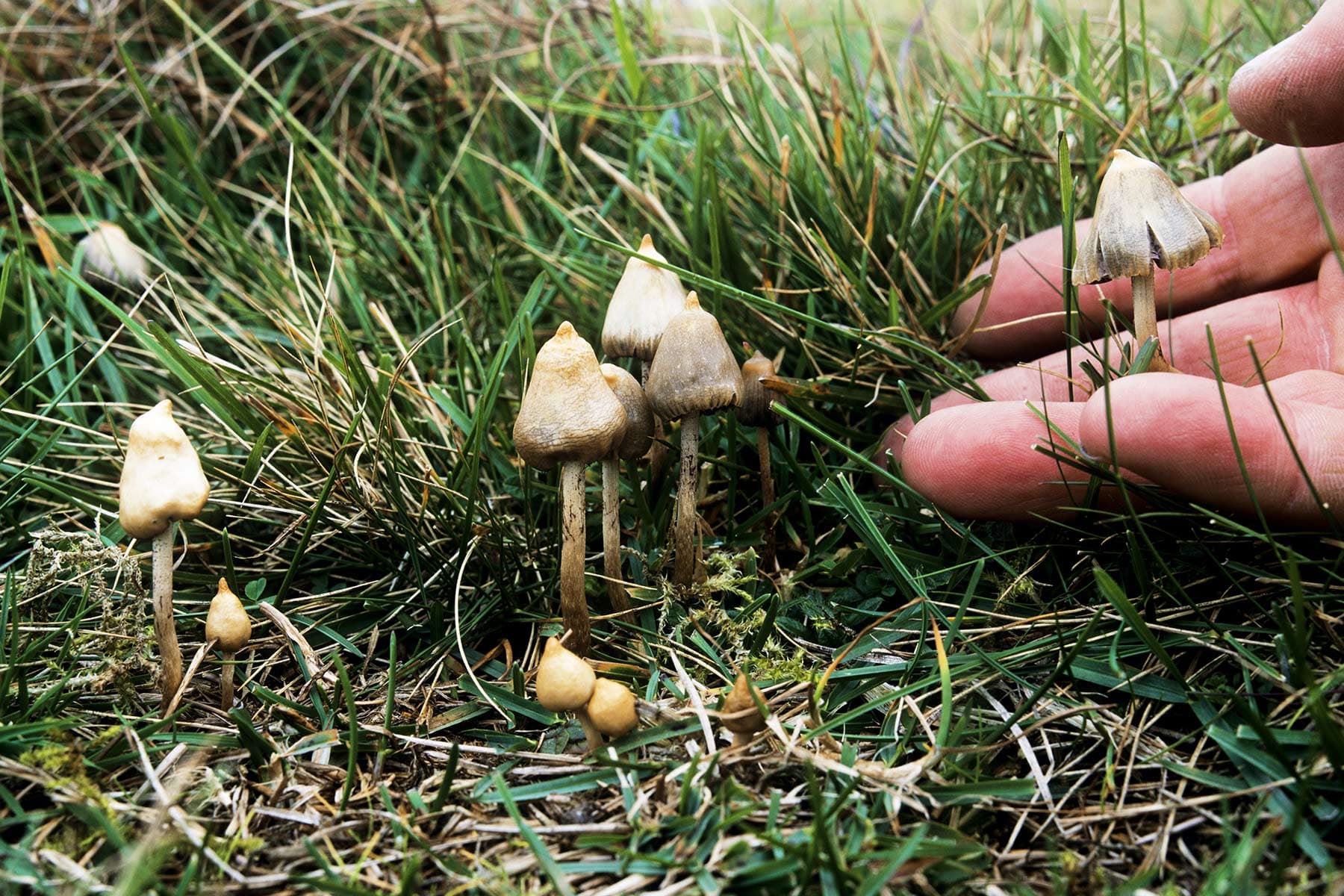 ‘Magic Mushrooms’ Provide Fast, Long-lasting Depression Relief: Study