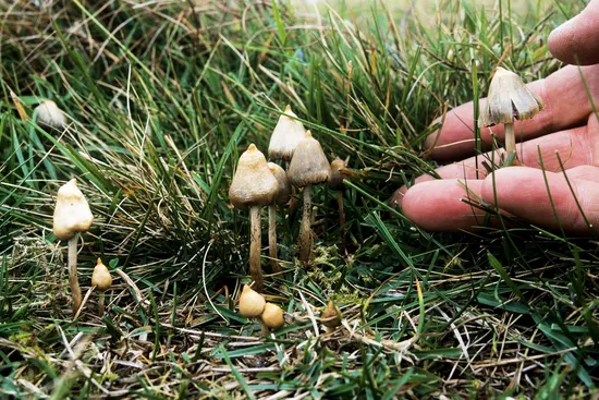 photo of magic mushrooms