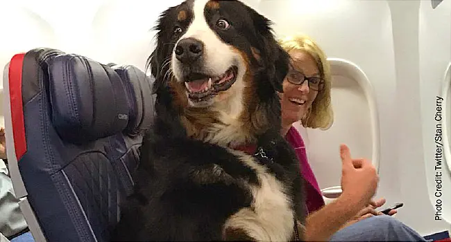 emotional support animal on plane