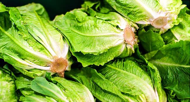 Romaine lettuce outbreak tied to irrigation canal