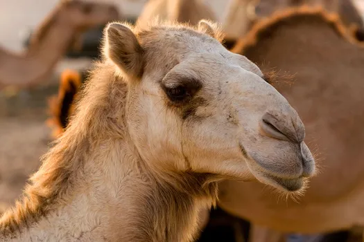 photo of camel