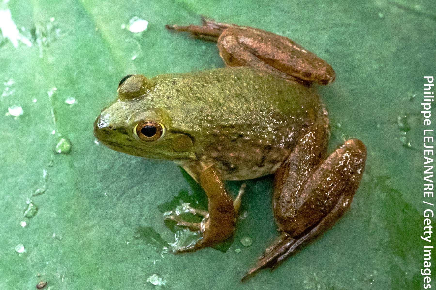 Scientists Regrow Frogs' Lost Legs. Will Human Limbs Be Next? thumbnail