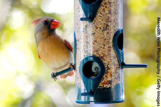 photo of bird at bird feeder