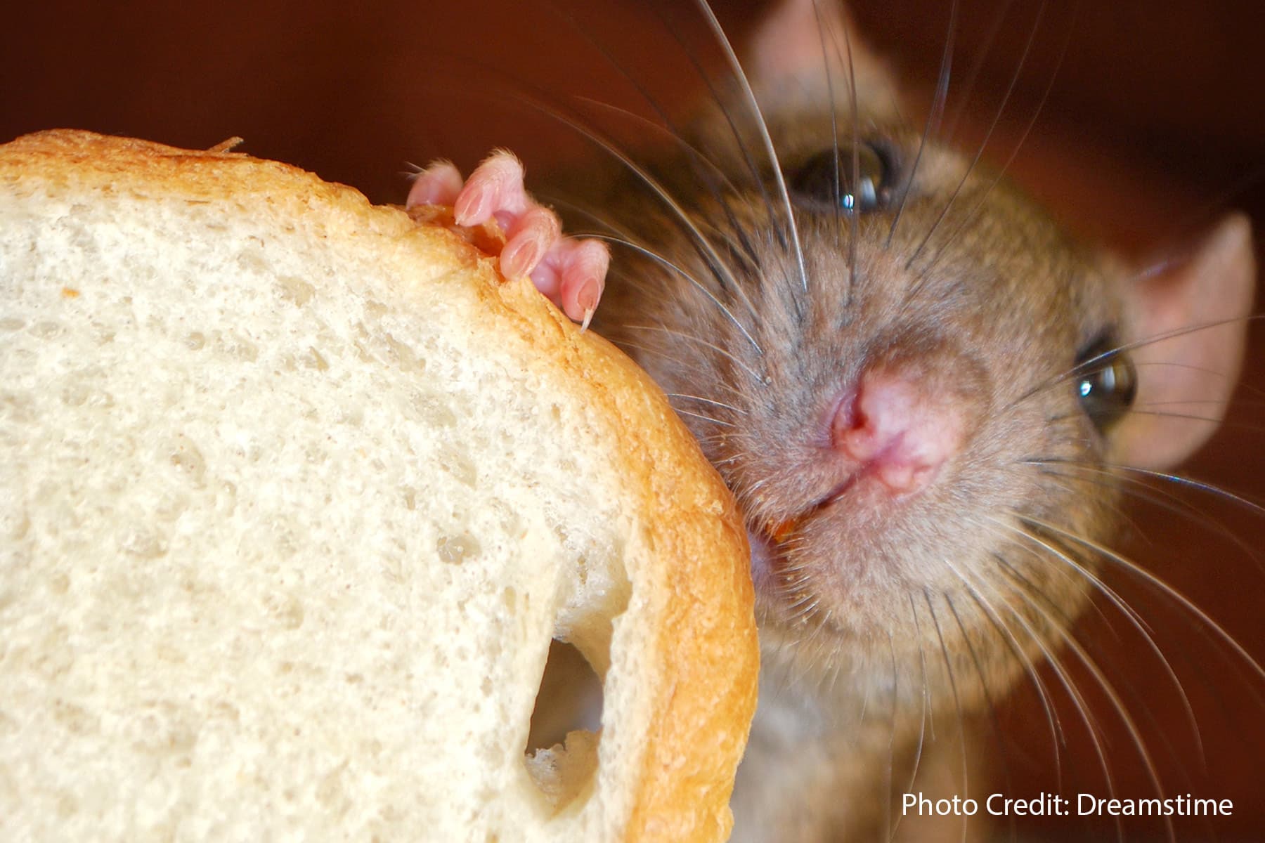 Rats Blamed for Spreading Disease More Than They Do