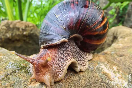 photo of giant snail