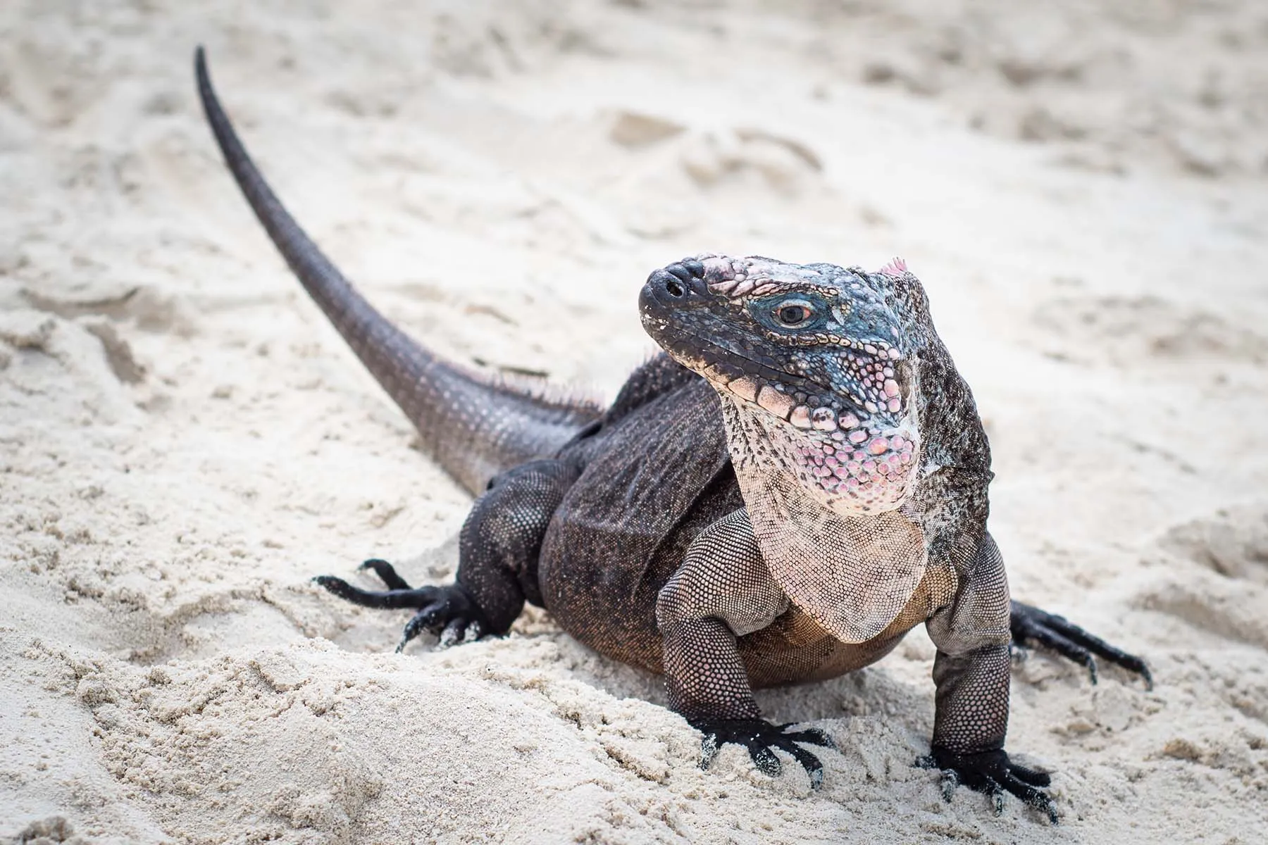 photo of iguana