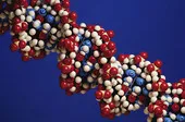 What to Know About the Genetic 'Junk' That Makes Us Human