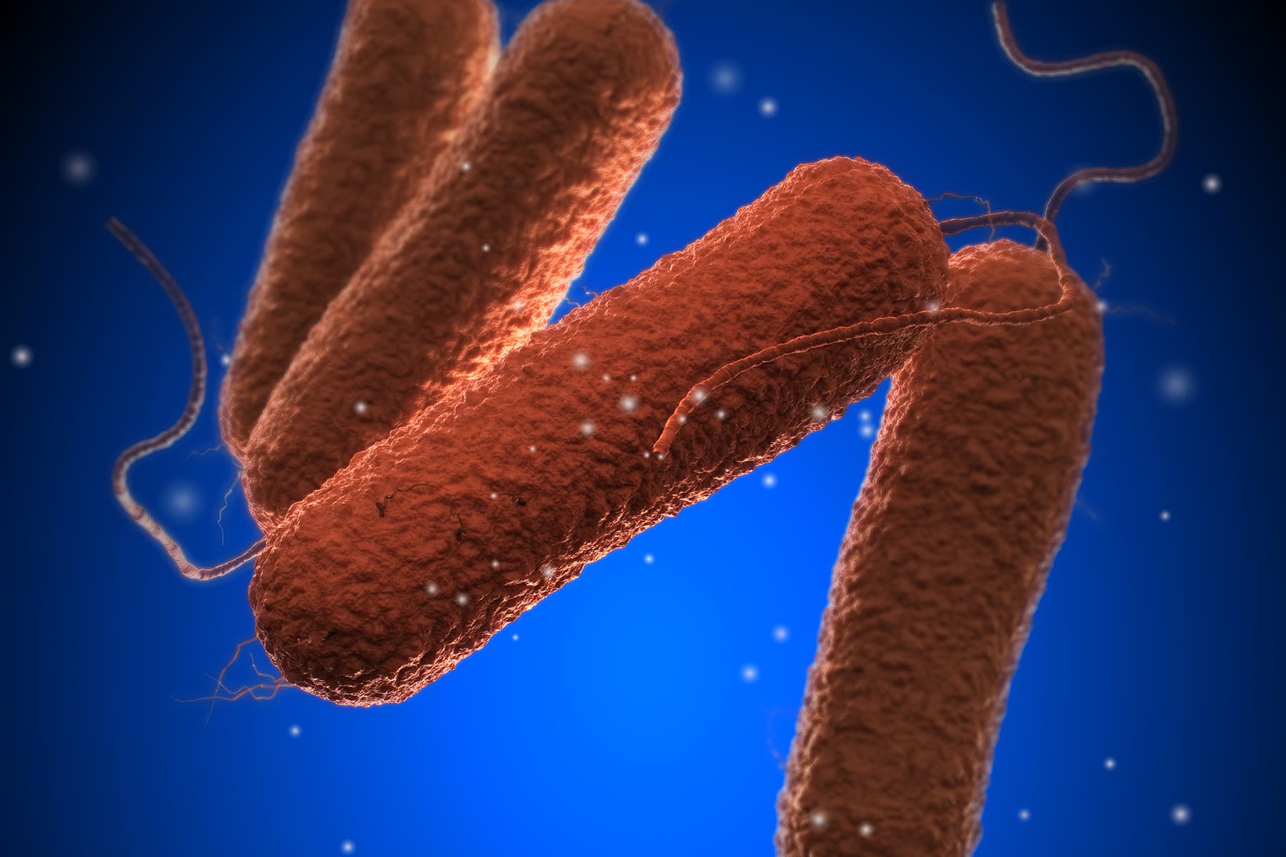 photo of THUMBNAIL, medical illustration bacteria