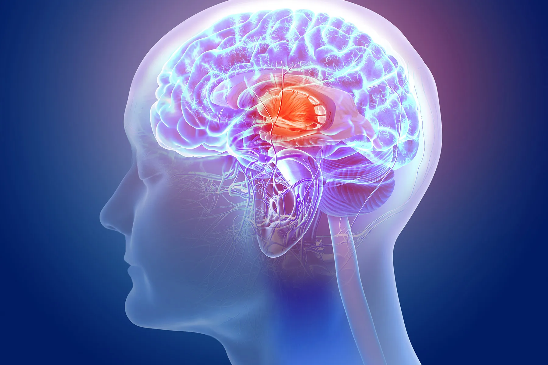 photo of medical illustration brain vessel head