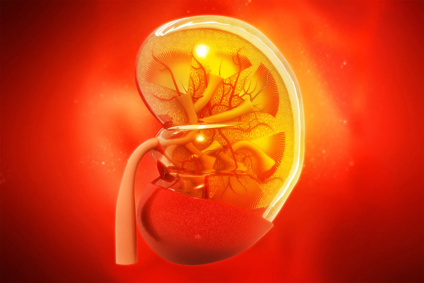 photo of medical illustration red kidney inside