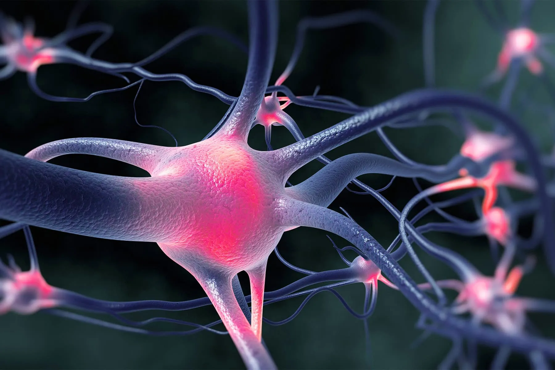 фото возбуждения активных нервных клеток