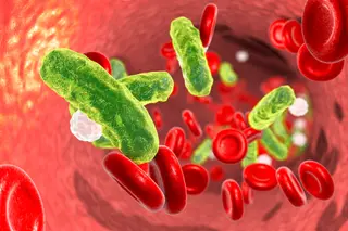 bacteria in bloodstream
