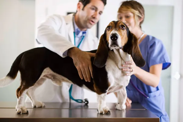 photo of basset hound at the vet