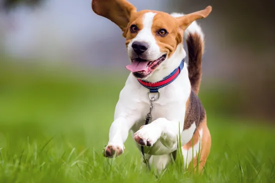 photo of beagle dog running across grass