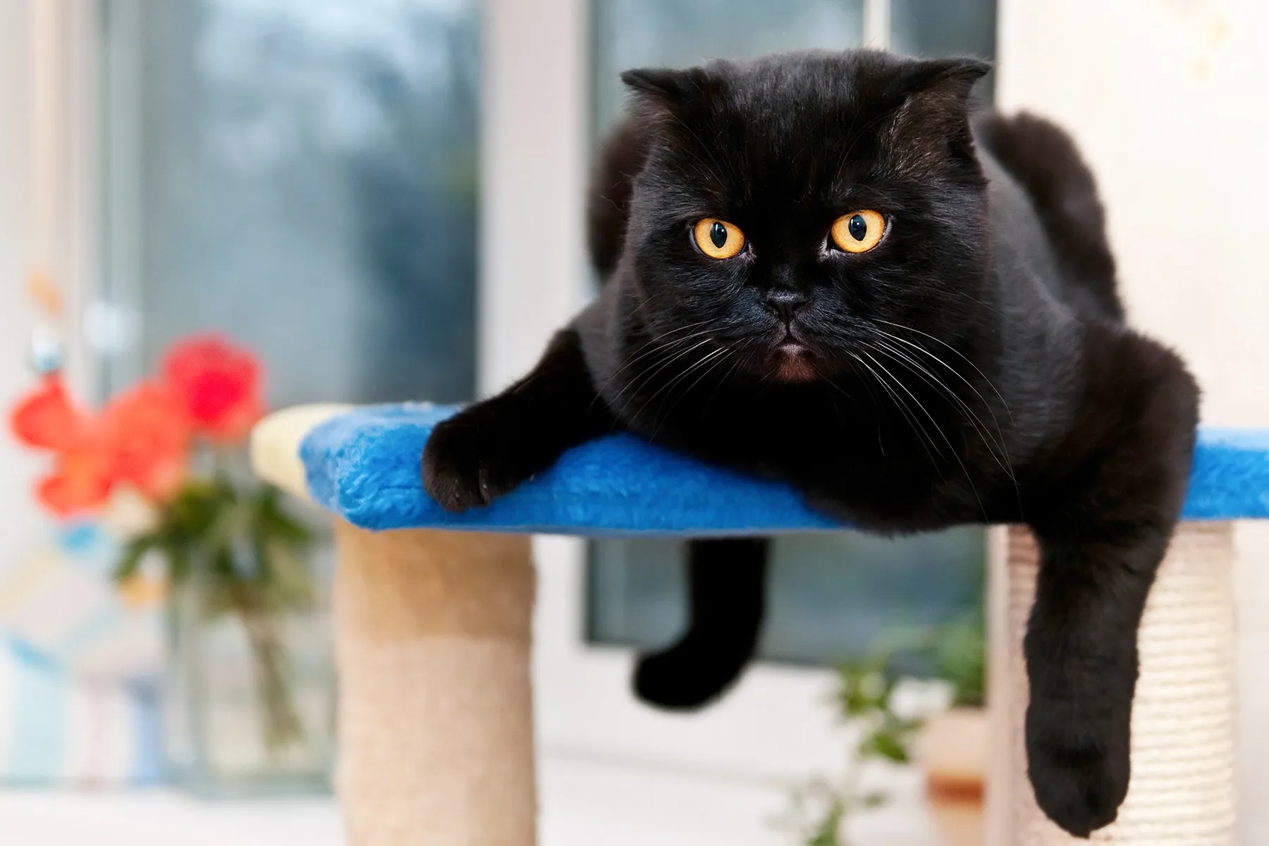 photo of black cat lying on cat tree