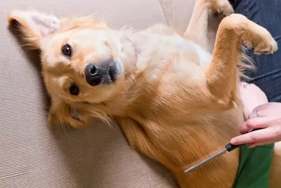 brushing dog with flea comb