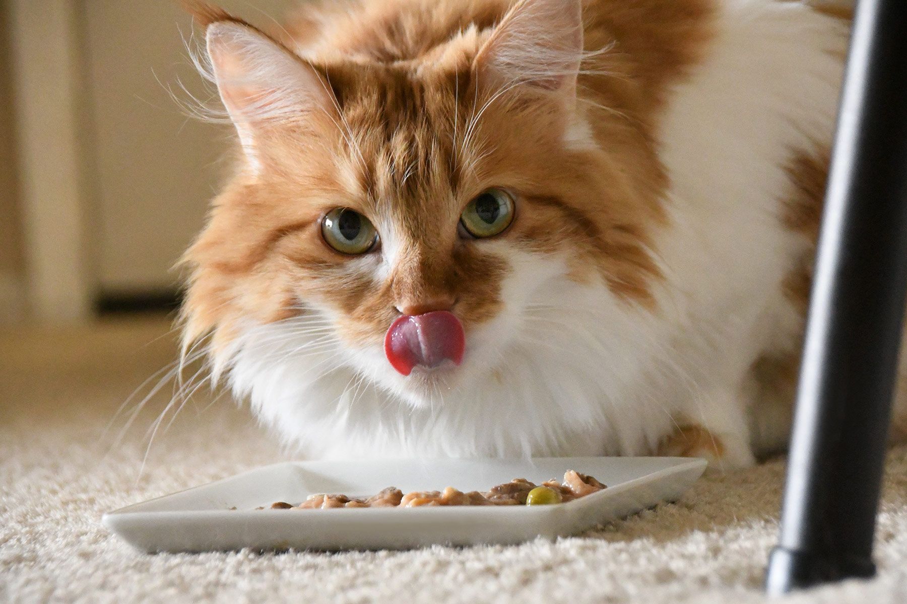 Tips for Feeding Your Cat