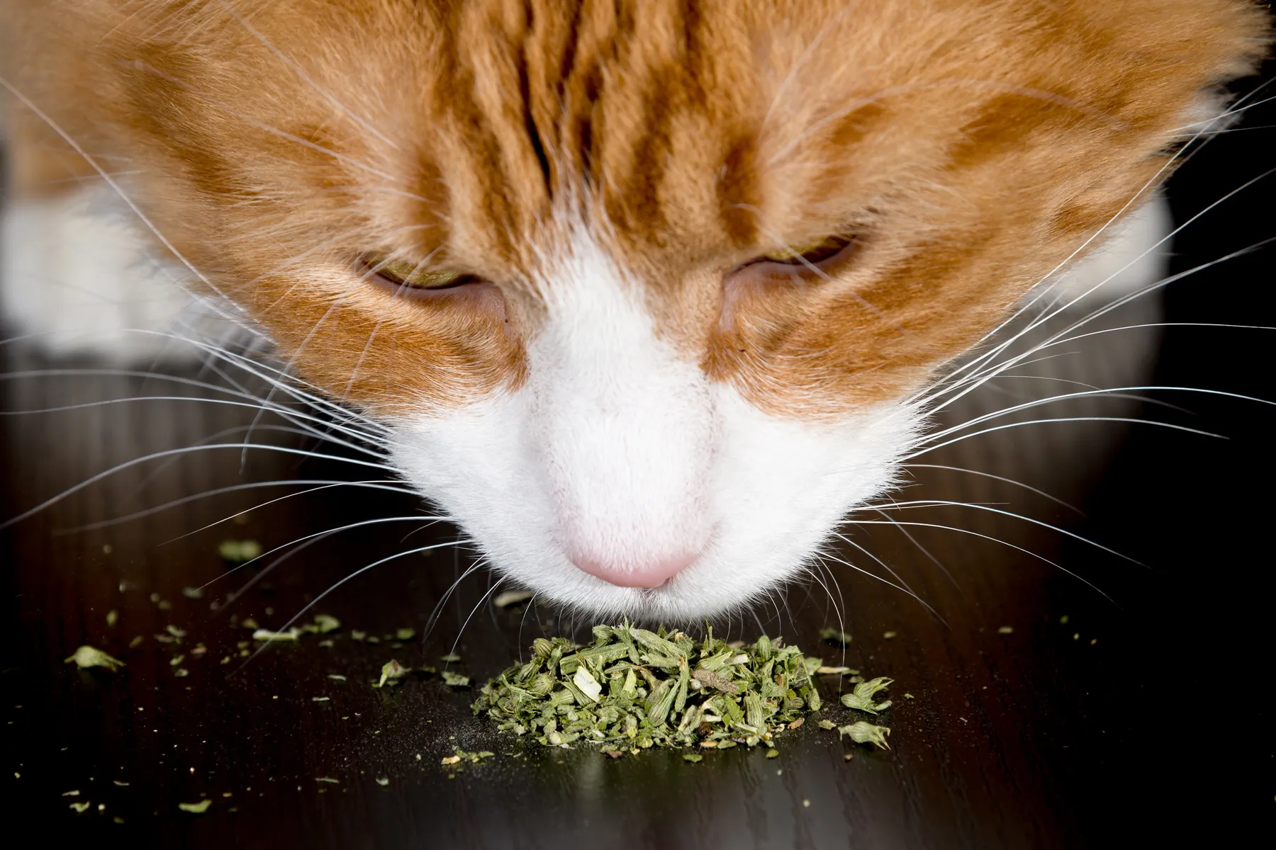 Catnip and Cats: Effects of Catnip, Catnip Spray, Toys, and More
