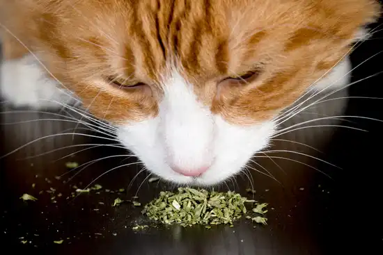 photo of cat sniffing catnip