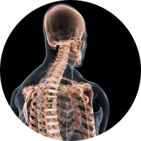 photo of osteoporosis anatomy