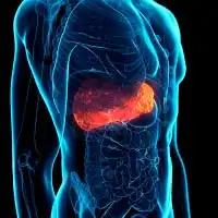 photo of diseased liver anatomy