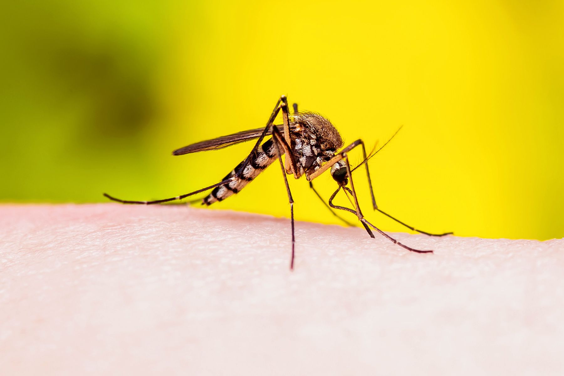 culex mosquito close up