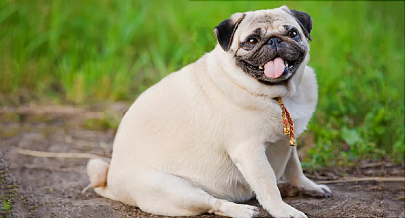 overweight pug in park