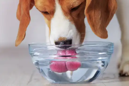 photo of dog drinking water